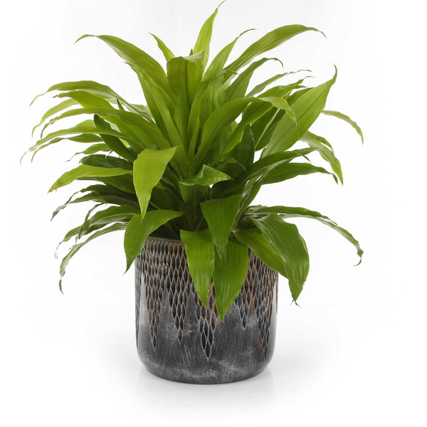 UNIVERSE COMET CYLINDER 28/27 cylindryczna doniczka brązowa