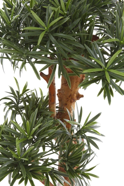 Sztuczny Bonsai Podocarpus 65 cm UV
