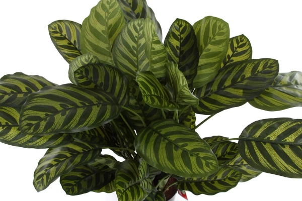 Sztuczna Kalatea zielona 80 cm