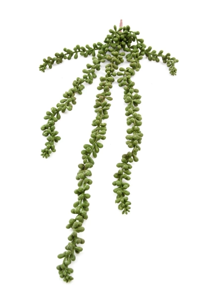 Sztuczny Rozchodnik Sedum pnącze 65 cm
