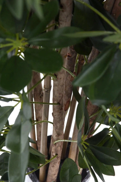 Sztuczna Schefflera gęsta na naturalnych pniach 120 cm deluxe