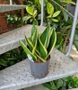 Sansevieria super flame w hydroponice 30 cm MK13/12