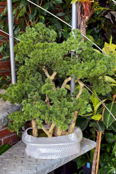 Sztuczny Bonsai Larix 60 cm w formie lasu