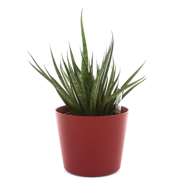 Flori 16/14 biała osłonka do hydroponiki