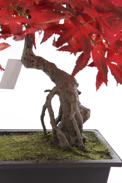 Sztuczny Bonsai Klon japoński 50 cm burgundy w doniczce