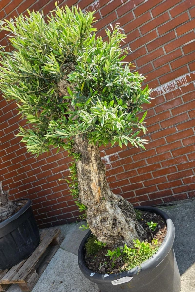 Olea europaea drzewko oliwne 180 cm