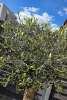 Oliwka europejska Olea europaea 160 cm gruby pień