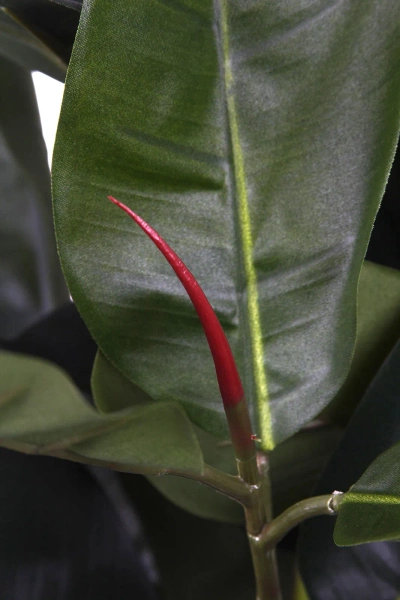 Sztuczny Fikus Elastica Robusta 170 cm