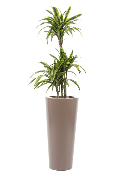 ILIE GLOSS 32/67 doniczka wysoka okrągła taupe półpołysk