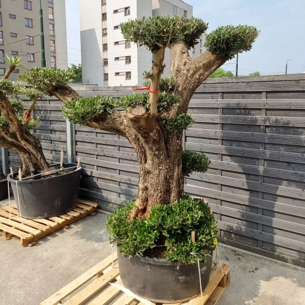 Drzewko oliwne bonsai rozgałęzione Olea europaea 195-210 cm