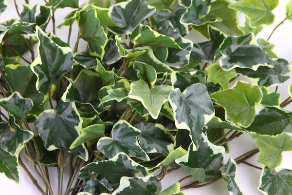 Sztuczny Bluszcz zielono-biały pnącze busz 100 cm