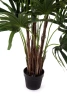 Sztuczna palma Rapis 155 cm