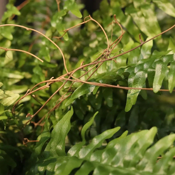 Sztuczna Paproć Boston 90 cm XL na pniu