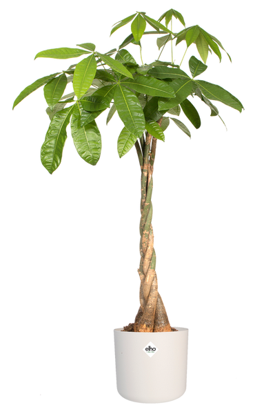 B. For Soft Round 22 osłonka biała