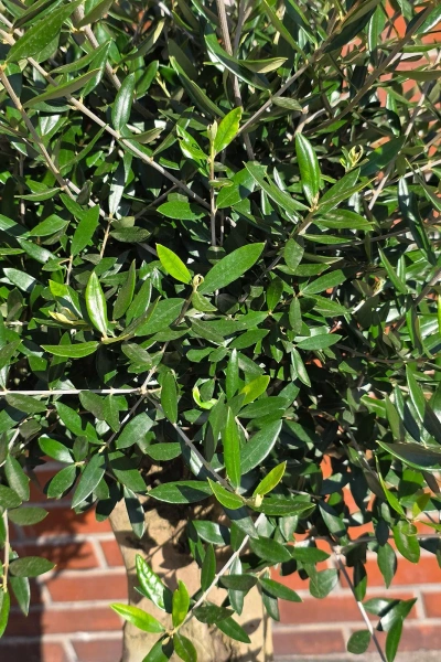 Oliwka europejska Olea europaea 150 cm