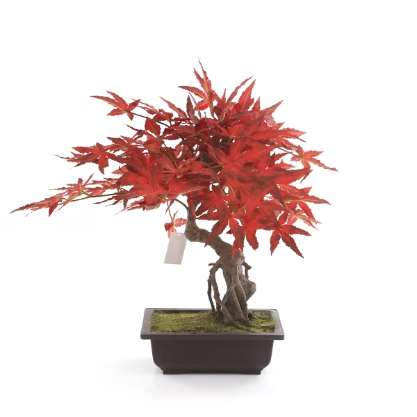 Sztuczny Bonsai Klon japoński 50 cm burgundy w doniczce