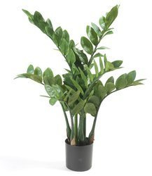 Sztuczny Zamioculcas Zamia Zamiokulkas 70 cm 116 liści 7 pędów