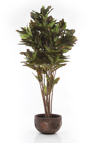 Sztuczny Kroton 150 cm 336 liści