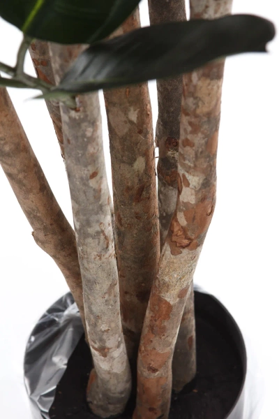 Sztuczny Fikus Elastica Robusta 170 cm