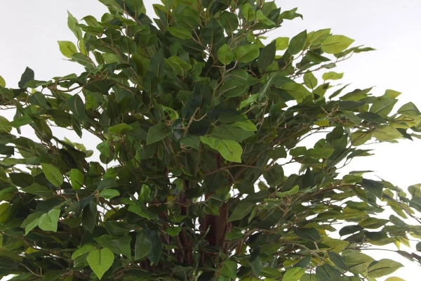 Sztuczny fikus benjamina liana 175 cm