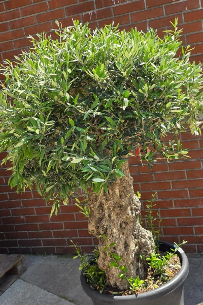 Olea europaea drzewko oliwne 180 cm