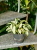 Dracena surculosa milky way MK13/12 w hydroponice