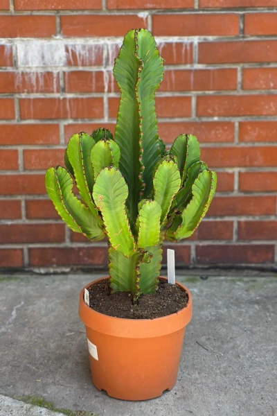 Kaktus Euphorbia Ingens 85 cm