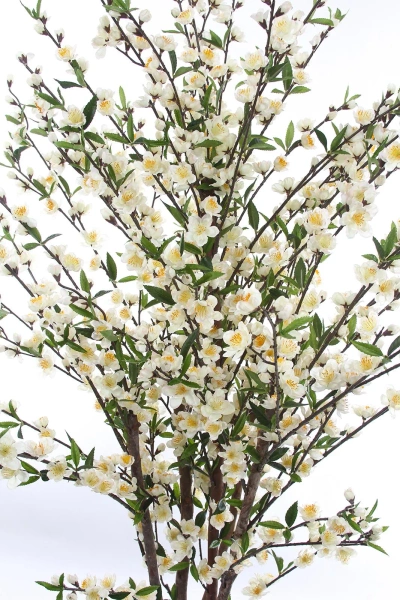 Sztuczna Wiśnia 170 cm kremowa