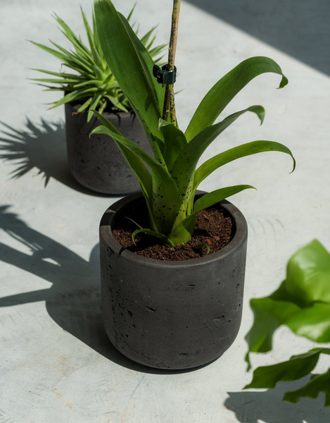 Charlie XXXS 8,5/7,5 czarna doniczka kamienna na kaktusy