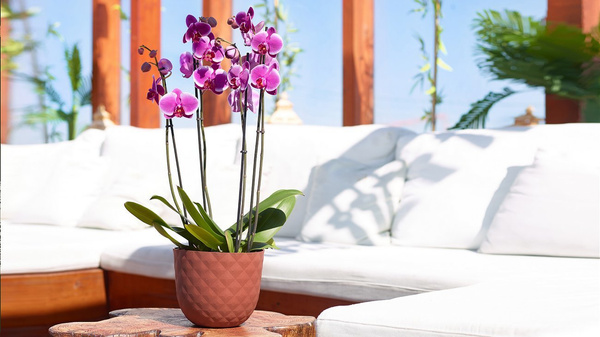 HAVANA Tropical 20/16,6 doniczka geometryczna designerska bordowa