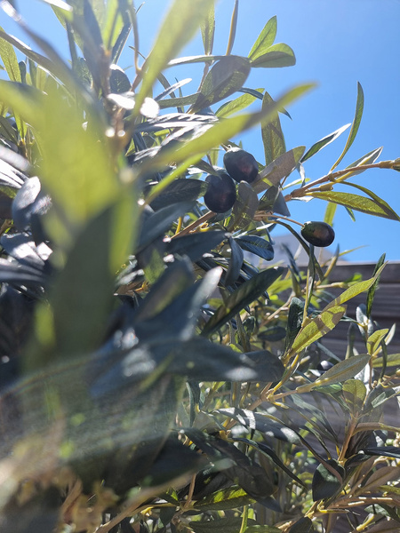 Duża sztuczna Oliwka 180 cm z owocami