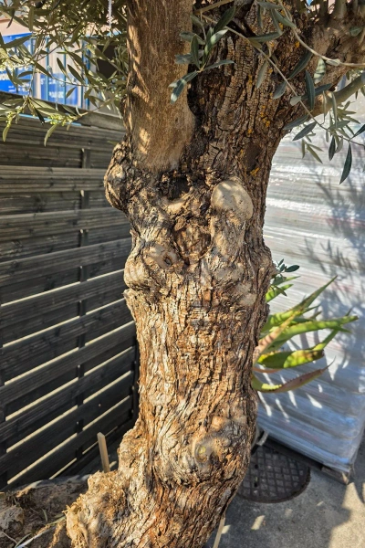 Drzewko oliwne bonsai Oliwka europejska 280 cm