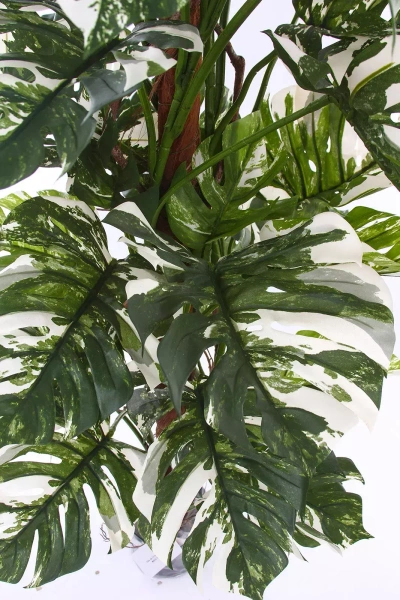 Sztuczny Filodendron na pniu 160 cm biało-zielony