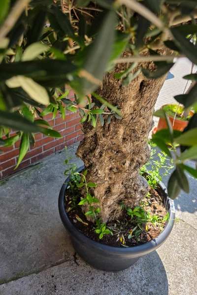 Olea europaea drzewko oliwne 180 cm