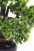 Sztuczne drzewko Bonsai Modrzew Larch 60x50 cm w ceramicznej doniczce