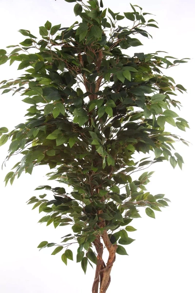 Sztuczny wysoki Fikus Benjamina 180-200 cm na drewnianym pniu