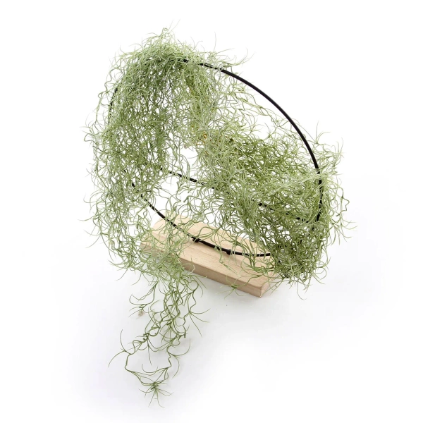 Podpórka na roślin koło na drewnie 50 cm z poprzeczkami