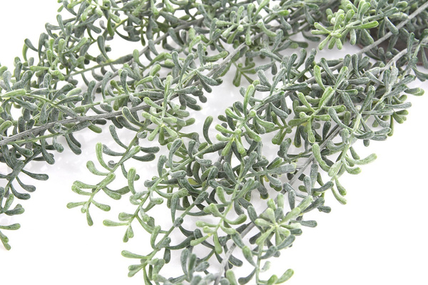 Sztuczny Ripsalis wiszacy pnącze 72 cm x5