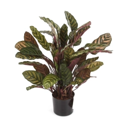 Sztuczna Kalatea gęsta czerwona 80 cm 65 liści