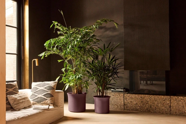 June Tulip 40 śliwkowa osłonka do salony vintage plum