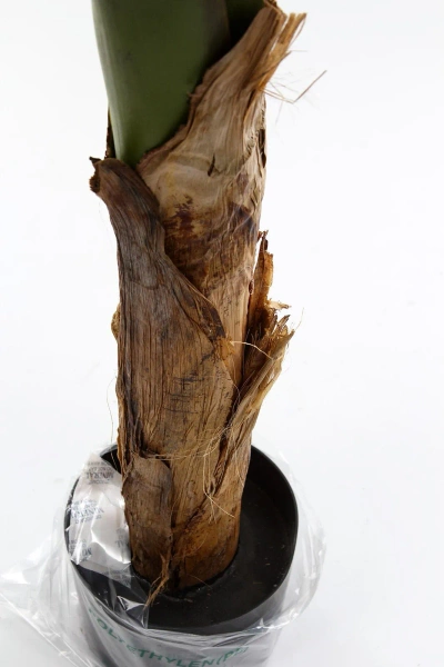 Sztuczny Bananowiec 165 cm