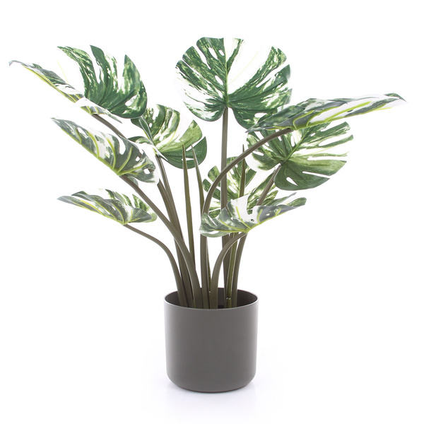 Sztuczna Monstera Variegata dziurawa biała 60 cm