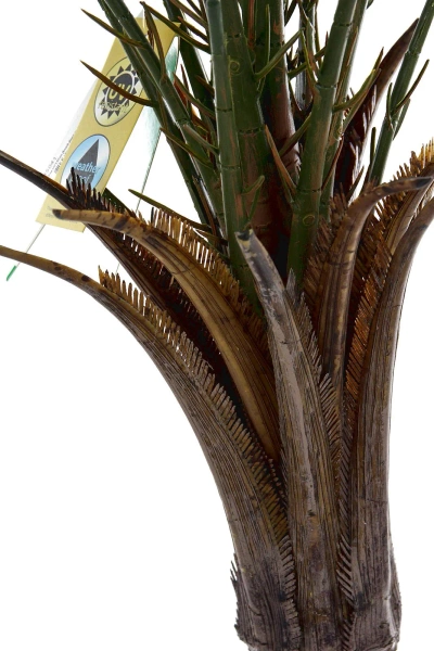 Sztuczna Palma 180 cm do ogrodu i na taras UV Weatherproof