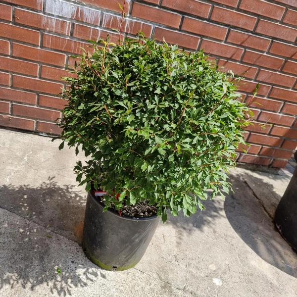 Enkiant dzwonkowaty Enkianthus perulatus 60 cm