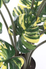 Sztuczna Monstera dziurawa Variegara żółto-zielona 90 cm