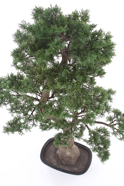 Sztuczny Bonsai Pinia 80x110 cm