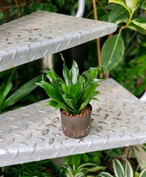 Dracena compacta w hydroponice 20 cm MK9/7