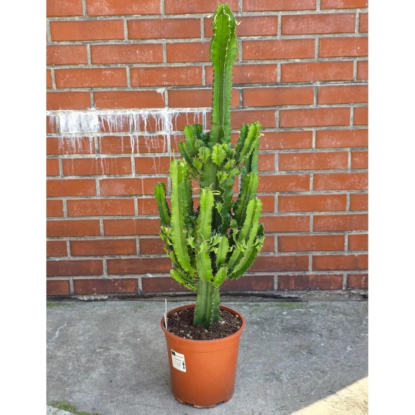 Kaktus Euphorbia erytrea 110 cm