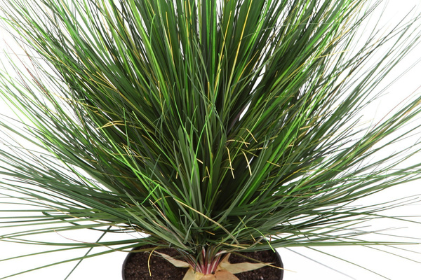 Sztuczna trawa ozdobna Onion 50 cm