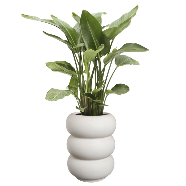 Amber Roll High 43/58 designerska donica wysoka biała